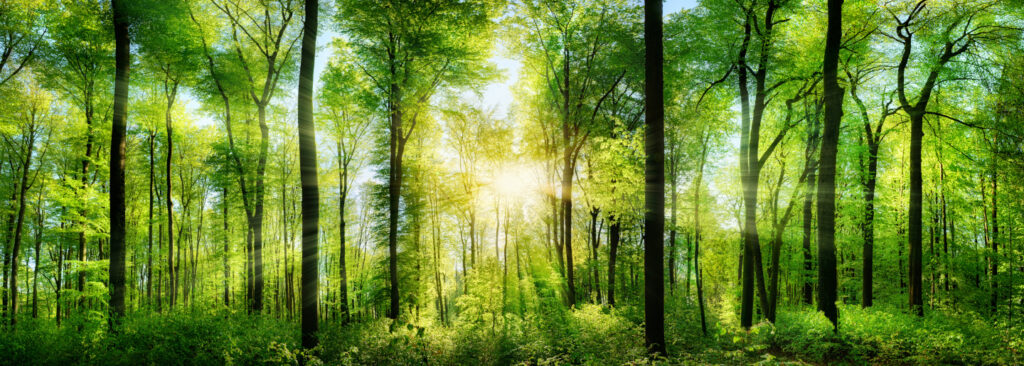 Panorama,of,a,scenic,forest,of,fresh,green,deciduous,trees